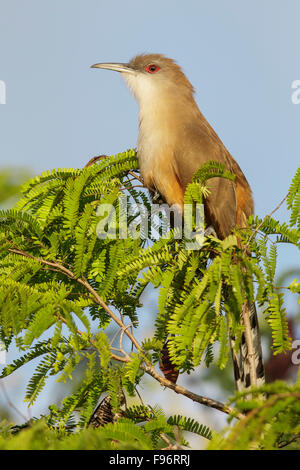 Große Eidechse Kuckuck (Coccyzus Merlini) thront auf einem Ast in Kuba. Stockfoto