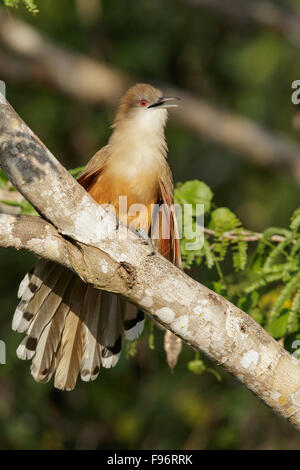 Große Eidechse Kuckuck (Coccyzus Merlini) thront auf einem Ast in Kuba. Stockfoto