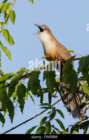 Große Eidechse Kuckuck (Coccyzus Merlini) thront auf einem Ast in Kuba. Stockfoto