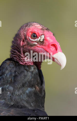 Türkei-Geier (Cathartes Aura) thront auf einem Ast in Kuba. Stockfoto