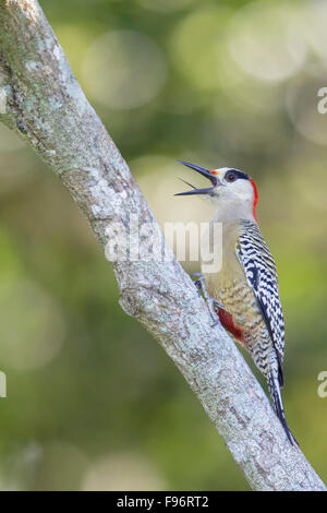 Westindischen Specht (Melanerpes Superciliaris) thront auf einem Ast in Kuba. Stockfoto