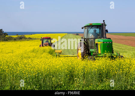 Traktoren schneiden Sareptasenf Feld, Tryon, Prince Edward Island, Canada Stockfoto