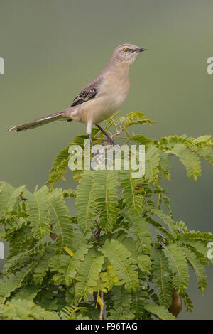 Nördliche Spottdrossel (Mimus Polyglottos) thront auf einem Ast in Kuba. Stockfoto