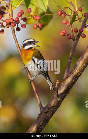 Westliche Spindalis (Spindalis Zena) thront auf einem Ast in Kuba. Stockfoto