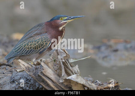 Grüne Heron (Butorides Virescens) Fütterung in einer Lagune in Kuba. Stockfoto