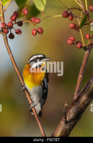 Westliche Spindalis (Spindalis Zena) thront auf einem Ast in Kuba. Stockfoto