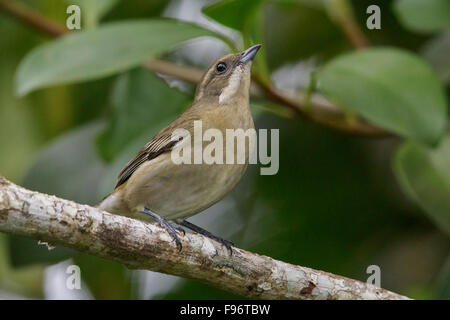 Westliche Spindalis (Spindalis Zena) thront auf einem Ast in Kuba. Stockfoto