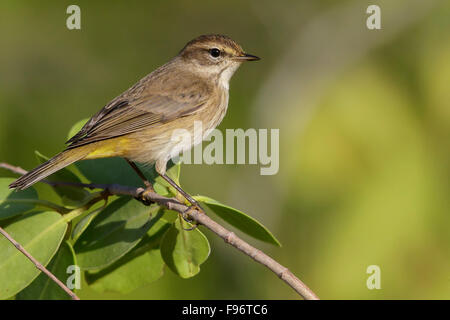 Palm Warbler (Setophaga Palmarum) thront auf einem Ast in Kuba. Stockfoto