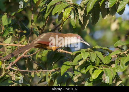 Große Eidechse Kuckuck (Coccyzus Merlini) thront auf einem Ast in Kuba. Stockfoto