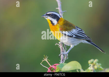 Westliche Spindalis (Spindalis Zena) thront auf einem Ast in Kuba. Stockfoto