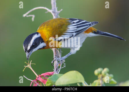 Westliche Spindalis (Spindalis Zena) thront auf einem Ast in Kuba. Stockfoto