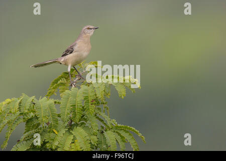 Nördliche Spottdrossel (Mimus Polyglottos) thront auf einem Ast in Kuba. Stockfoto