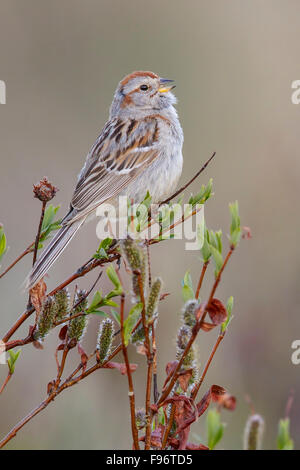 American Tree Sparrow (Spizella Arborea) thront auf einem Ast in Nome, Alaska. Stockfoto