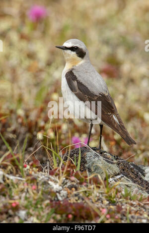 Nördlichen Steinschmätzer (Oenanthe Oenanthe) thront in der Tundra in Nome, Alaska. Stockfoto