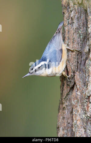 Redbreasted Kleiber (Sitta Canadensis) thront auf einem Ast in Victoria, BC, Kanada. Stockfoto