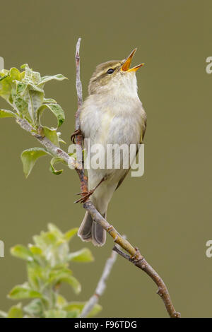 Arktische Laubsänger (Phylloscopus Borealis) thront auf einem Ast in Nome, Alaska. Stockfoto