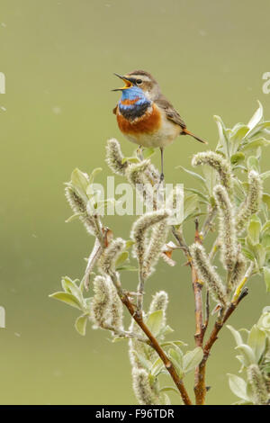 Blaukehlchen (Luscinia Svecica) thront auf einem Ast in Nome, Alaska. Stockfoto