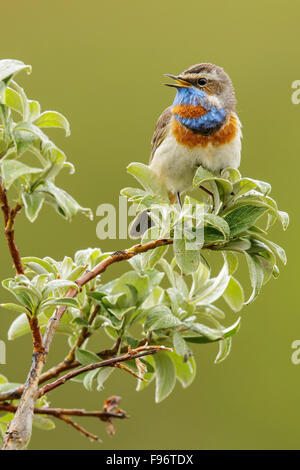 Blaukehlchen (Luscinia Svecica) thront auf einem Ast in Nome, Alaska. Stockfoto