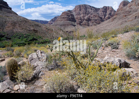 California Barrel Cactus, Ferocactus Cylindraceus, Colorado River, Grand Canyon, Arizona, Vereinigte Staaten von Amerika Stockfoto