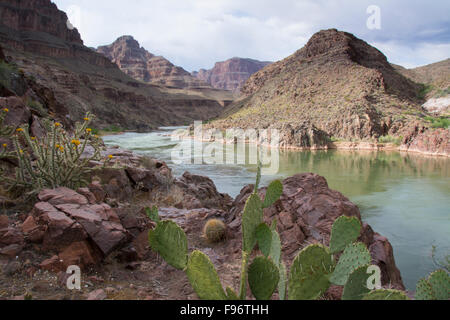 Opuntia Basilaris, Beavertail Kaktus, Colorado River, Grand Canyon, Arizona, Vereinigte Staaten Stockfoto