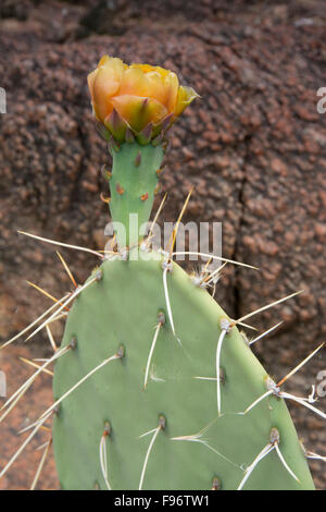 Opuntia Basilaris, Beavertail Kaktus, Colorado River, Grand Canyon, Arizona, Vereinigte Staaten Stockfoto