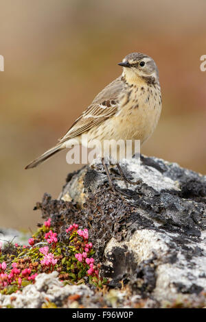 Amerikanische Pieper (Anthus Rubescens) thront in der Tundra in Nome, Alaska. Stockfoto