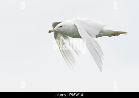 Glaucous Gull (Larus Hyperboreus) Fütterung in den Ozean in der Nähe von Nome, Alaska. Stockfoto