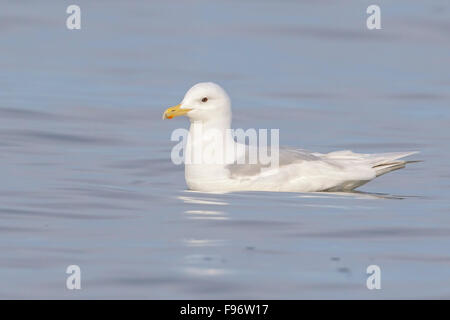 Glaucous Gull (Larus Hyperboreus) Fütterung in den Ozean in der Nähe von Nome, Alaska. Stockfoto