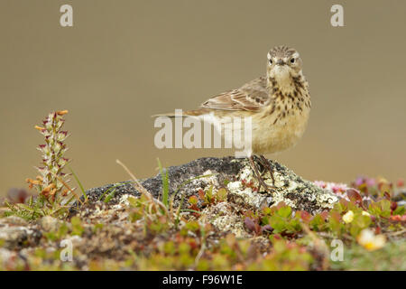 Amerikanische Pieper (Anthus Rubescens) thront in der Tundra in Nome, Alaska. Stockfoto