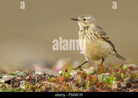 Amerikanische Pieper (Anthus Rubescens) thront in der Tundra in Nome, Alaska. Stockfoto