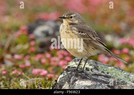 Amerikanische Pieper (Anthus Rubescens) thront in der Tundra in Nome, Alaska. Stockfoto