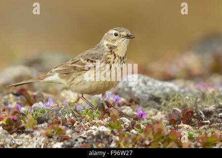 Amerikanische Pieper (Anthus Rubescens) thront in der Tundra in Nome, Alaska. Stockfoto