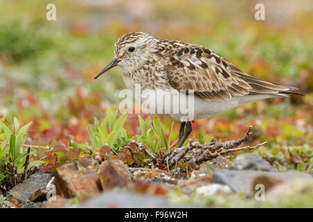 Baird es Strandläufer (Calidris Bairdii) thront in der Tundra in Nome, Alaska. Stockfoto