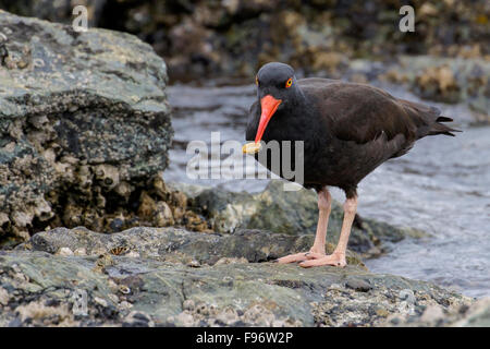 Schwarze Austernfischer (Haematopus Bachmani) Fütterung entlang der Küste in Victoria, BC, Kanada. Stockfoto