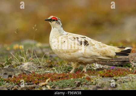 Alpenschneehuhn (Lagopus Muta) thront in der Tundra in Nome, Alaska. Stockfoto