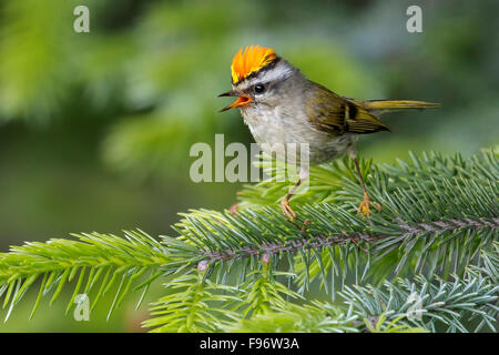 Goldencrowned Goldhähnchen (Regulus Satrapa) thront auf einem Ast in Seward, Alaska. Stockfoto