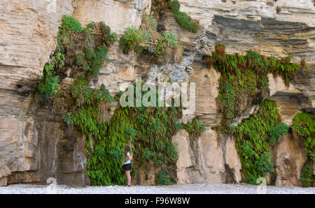 Frühling gefüttert Kalksteinwand Farn und Aquilegia Flavescens, gelbe Akelei, Colorado River, Grand Canyon, Arizona, USA Stockfoto