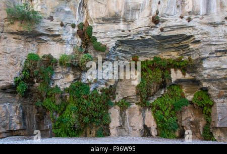 Frühling gefüttert Kalksteinwand Farn und Aquilegia Flavescens, gelbe Akelei, Colorado River, Grand Canyon, Arizona, USA Stockfoto