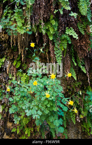 Akeleien Flavescens, gelbe Akelei, Colorado River, Grand Canyon, Arizona, Vereinigte Staaten Stockfoto