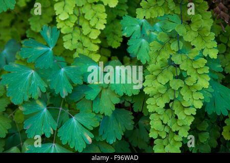 Blätter der Aquilegia Flavescens, gelbe Akelei, Colorado River, Grand Canyon, Arizona, Vereinigte Staaten von Amerika Stockfoto