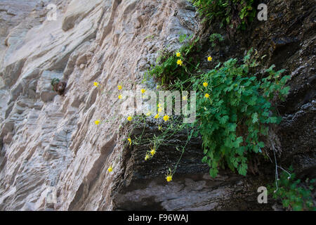 Akeleien Flavescens, gelbe Akelei, Colorado River, Grand Canyon, Arizona, Vereinigte Staaten Stockfoto