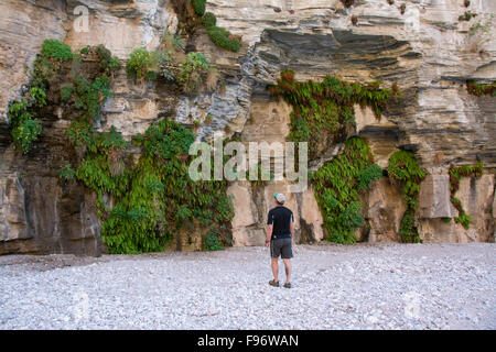 Frühling gefüttert Kalksteinwand Farn und Aquilegia Flavescens, gelbe Akelei, Colorado River, Grand Canyon, Arizona, USA Stockfoto