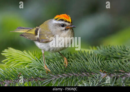 Goldencrowned Goldhähnchen (Regulus Satrapa) thront auf einem Ast in Seward, Alaska. Stockfoto