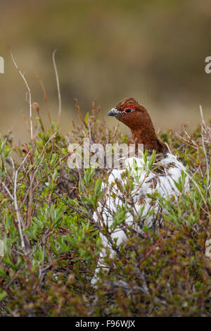 Willow Ptarmigan (Lagopus Lagopus) thront in der Tundra in Nome, Alaska. Stockfoto