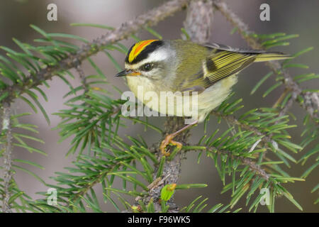 Goldencrowned Goldhähnchen (Regulus Satrapa) thront auf einem Ast in Seward, Alaska. Stockfoto