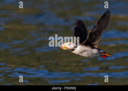 Gehörnten Papageientaucher (Fratercula Corniculata) Offshore-von Seward, Alaska. Stockfoto