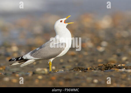 Mew Gull (Larus Canus) an einem Strand in der Nähe von Nome, Alaska. Stockfoto