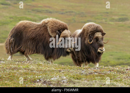 Moschusochsen (Ovibos Moschatus) in der Tundra in Nome, Alaska. Stockfoto