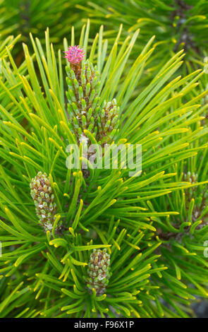 Shore-Kiefer (Pinus Contorta var. Contorta), Bog Trail, Pacific Rim National Park Reserve von Kanada, Vancouver Island, in der Nähe Stockfoto