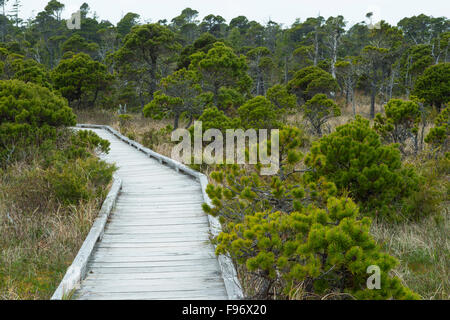 Shore-Kiefer (Pinus Contorta var. Contorta), Bog Trail, Pacific Rim National Park Reserve von Kanada, Vancouver Island, in der Nähe Stockfoto